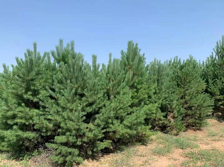 如何才能使造型油松盡早的開花呢？